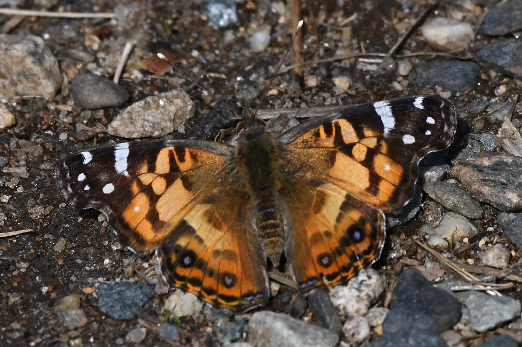 003 2017-05176863 Biddeford Pool, ME.JPG - American Lady Butterfly (Vanessa virginiensis). Biddeford Pool, ME, 5-17-2017